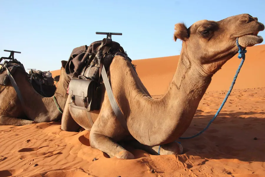 Grand Brown New Ciemny Camel — zdjęcie 14